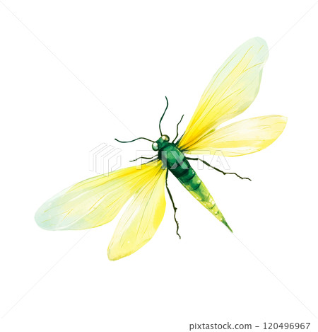 Watercolor Illustration of a Vibrant Green and Yellow Dragonfly, Whimsical Nature Design on Transparent Background 120496967