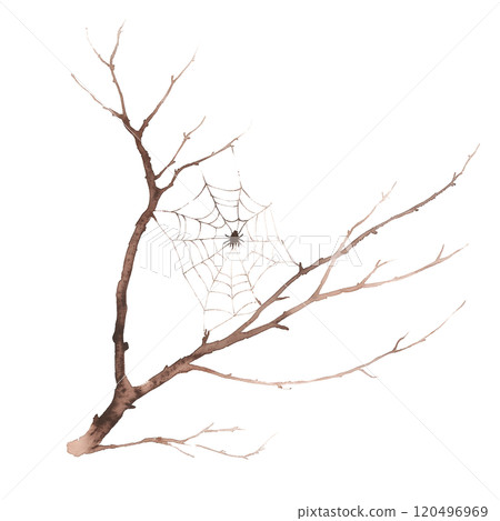 Watercolor Illustration of a Bare Branch with a Spiderweb and Spider, Mystical Forest Design on Transparent Background 120496969