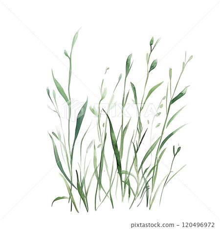 Watercolor illustration of grass blades on a transparent background. Perfect for natural design projects, eco-themed artwork, botanical illustrations, and minimalist nature-inspired compositions. 120496972