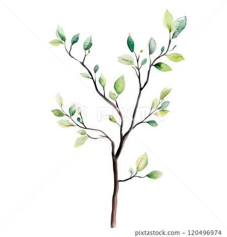 Watercolor illustration of grass blades on a transparent background. Perfect for natural design projects, eco-themed artwork, botanical illustrations, and minimalist nature-inspired compositions. 120496974