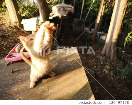 一隻可愛的兩個月大的棕色虎斑小貓玩玩具 120497198