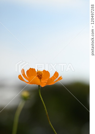 Orange cosmos blooming towards the sky Orange cosmos blooming towards the sky 120497288