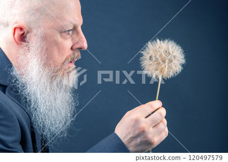 bald and bearded man holds a dandelion in his hands. nature study 120497579