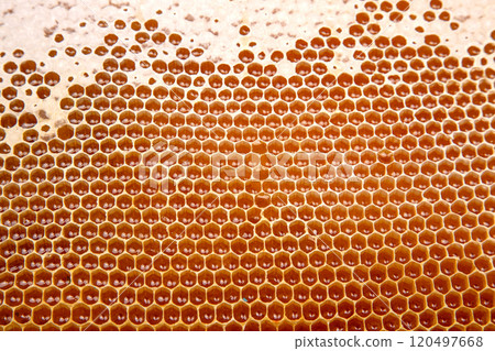 bee fresh honey in combs. background and texture. vitamin natural food. bee work product bee fresh honey in combs. background and texture. vitamin natural food. bee work product 120497668
