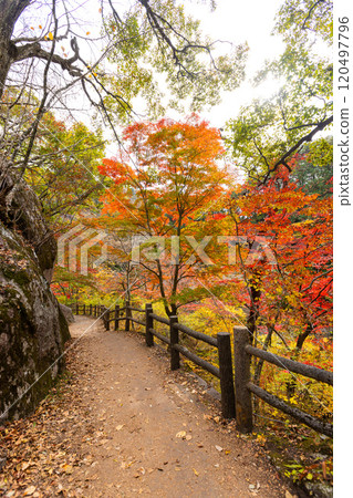 Shosenkyo in autumn 120497796