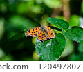 Kitateha perched on a leaf 120497807
