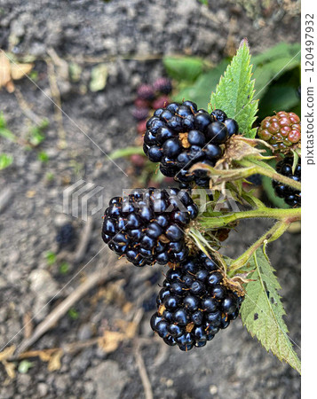 the blackberries on the bush 120497932