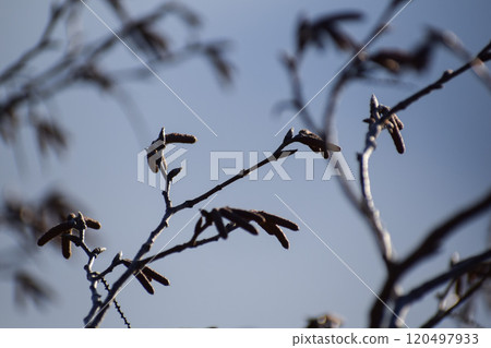 branch of the tree in the sky 120497933