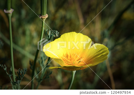 yellow flower in the park 120497934