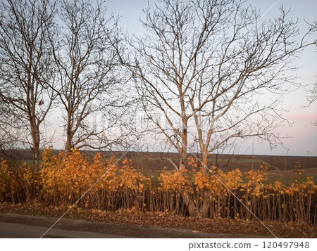 the autumn landscape with trees the autumn landscape with trees 120497948
