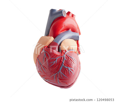 Heart human model isolated on white background with clipping path copy space, Cardiovascular disease CDV. 120498053