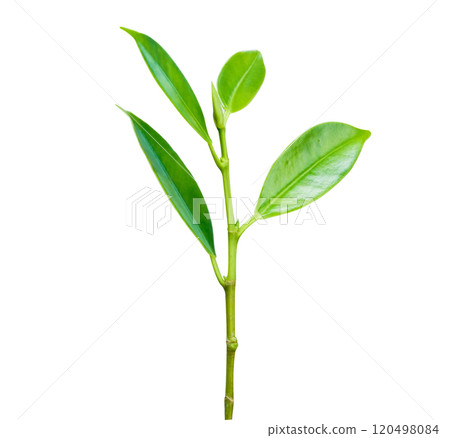 Plant fresh green growing isolated on white background. Plant fresh green growing isolated on white background. 120498084