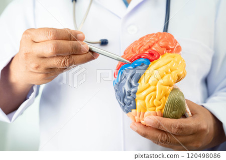 Alzheimer disease, Asian doctor holding brain anatomy model for study diagnosis and treatment in hospital. Alzheimer disease, Asian doctor holding brain anatomy model for study diagnosis and treatment in hospital. 120498086