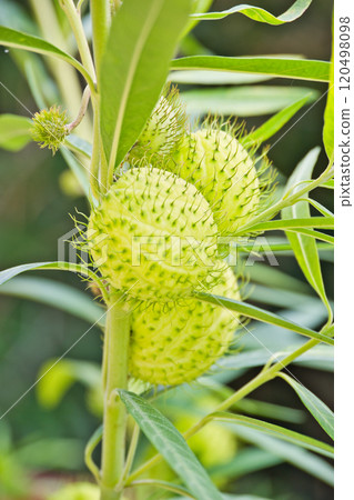 Fruit fruit fruit Fruit fruit fruit 120498098