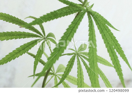 Stylish illustration of medical marijuana and white background (cannabis with white background) 120498099