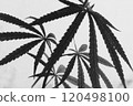 醫用大麻和白色背景的時尚黑白插圖（單色大麻） 120498100
