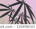 大麻和淺紫色背景（紫色霧霾大麻）的時尚而奇妙的插圖 120498101
