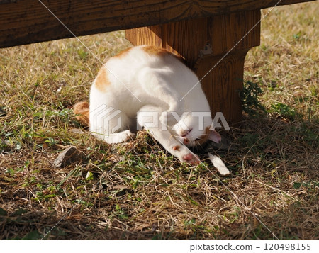 A cute white cat playing alone 120498155