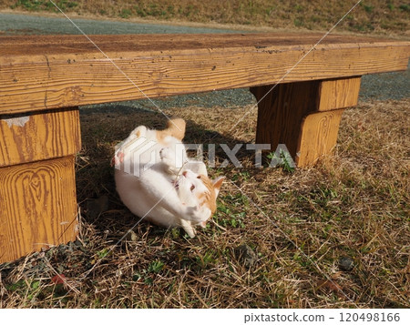A cute white cat playing alone A cute white cat playing alone 120498166