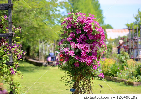 Vivid clematis flowers Vivid clematis flowers 120498192