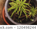 充滿溫馨健康氛圍的盆栽醫用大麻 120498244
