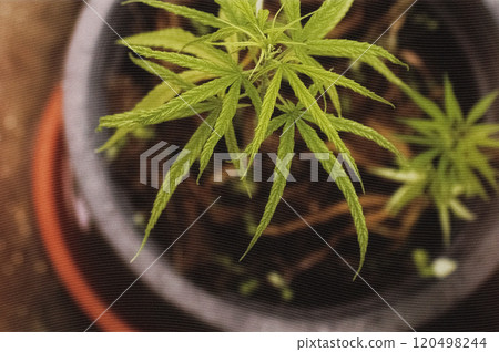 充滿溫馨健康氛圍的盆栽醫用大麻 充滿溫馨健康氛圍的盆栽醫用大麻 120498244
