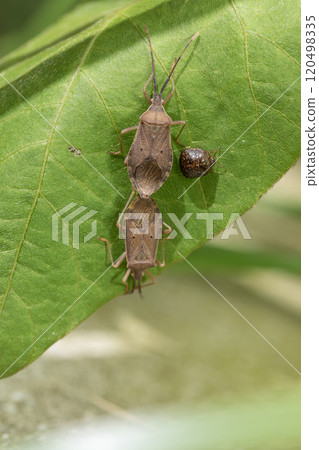 Star-bellied stink bug mating, stink bug Star-bellied stink bug mating, stink bug 120498335
