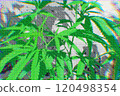 像素藝術風格的大麻清新時尚插圖（帶點的大麻） 120498354