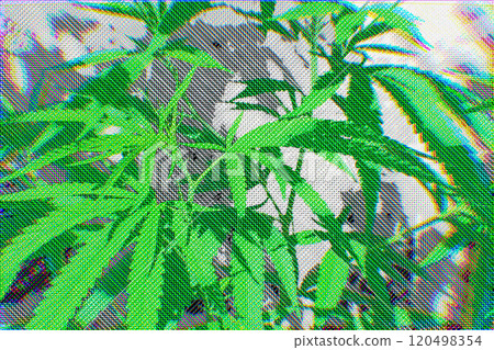 A refreshing and stylish cannabis pop illustration in a dot-art style (cannabis with dots) 120498354