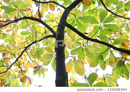 Magnolia tree leaves and magnolia Magnolia tree leaves and magnolia 120498364
