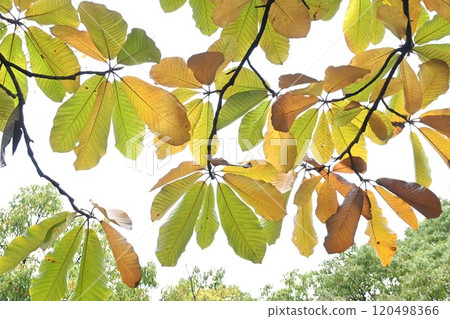 Magnolia tree leaves and magnolia Magnolia tree leaves and magnolia 120498366