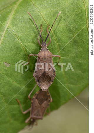 Star-bellied stink bug mating 120498391