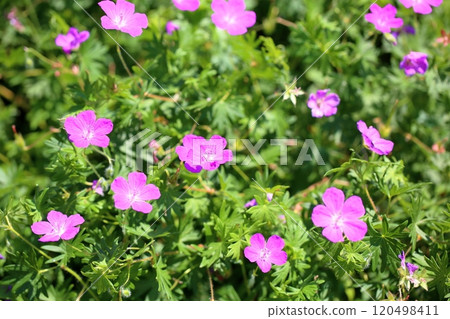 可愛的曙花 120498411