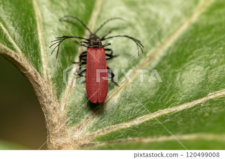 Red firefly mating 120499008