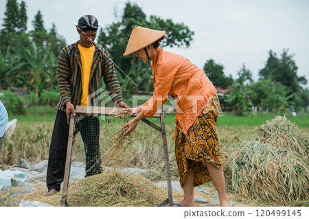 Farmers, dressed in traditional attire, are actively harvesting rice using their tools 120499145