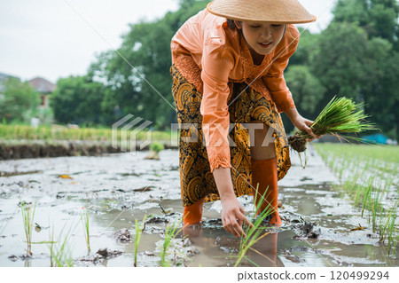 A Woman Engaged in Planting Rice within a Traditional Paddy Field in Indonesia A Woman Engaged in Planting Rice within a Traditional Paddy Field in Indonesia 120499294
