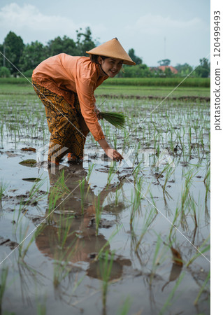 A Rice Farmer Engaging in the Cultivation of Rice Fields in Southeast Asia 120499493