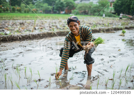 A dedicated farmer is cultivating rice meticulously in the fertile fields nearby 120499580