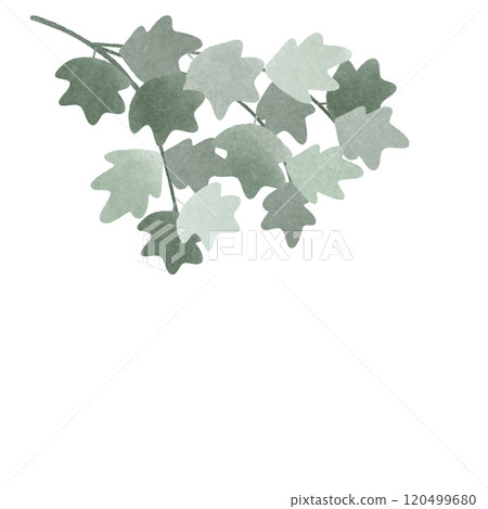 maple branch  120499680