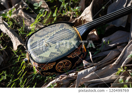 Okinawa sanshin image 120499769