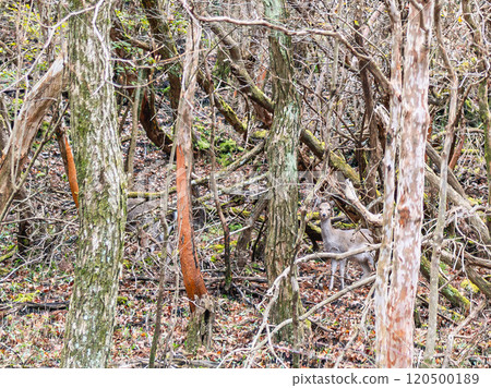 A fawn I suddenly encountered in the mountains A fawn I suddenly encountered in the mountains 120500189