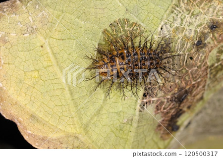 生物： 昆蟲：瓢蟲、幼蟲。有許多荊棘，分支成又長又薄的草包形狀。 120500317