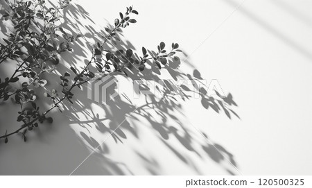 Minimalist plant shadow on white wall with elegant foliage silhouette Minimalist plant shadow on white wall with elegant foliage silhouette 120500325