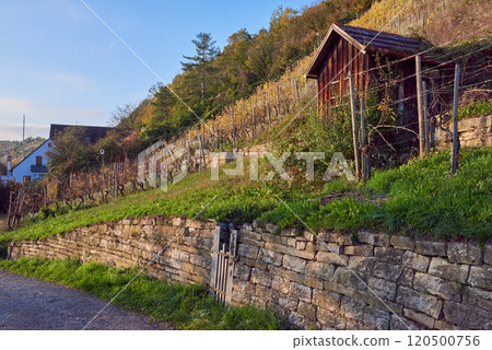 Picturesque and Scenic Vineyard Steps Ascending to a Rustic Structure Beneath a Clear Blue Sky. Picturesque Terrace Vineyard Steps Ascending to a Rustic Structure Beneath a Clear Blue Sky. 120500756
