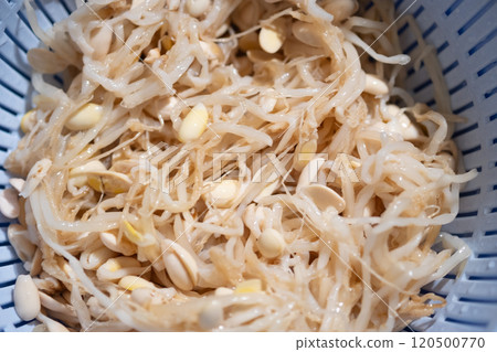 Image of bean sprout namul (stock photo) 120500770