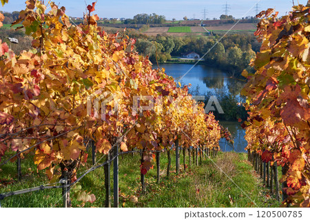Picturesque Autumn Vineyards on European River Slopes: Scenic Illustration of Wine Country Landscape. Golden Foliage, Blue Sky, and Green Grass Capture the Essence of Winemaking Regions Picturesque Autumn Vineyards on European River Slopes: Scenic Illustration of Wine Country Landscape. Golden Foliage, Blue Sky, and Green Grass Capture the Essence of Winemaking Regions 120500785