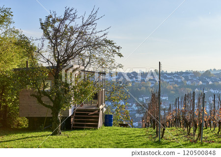 Serene Landscape Featuring a Magnificent Apple Tree: Scenic View with Stone Steps Inviting Tranquility and Natural Beauty. 120500848