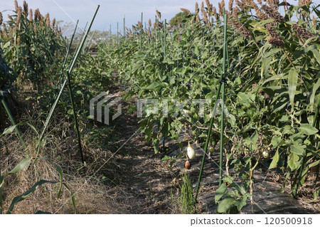 Sorgoa field 120500918