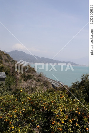 Suruga Bay, Mt. Fuji, and orange fields seen from Satta Pass 120500932
