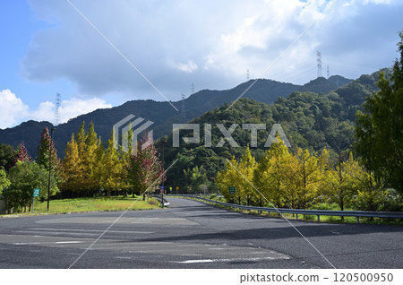 colored trees colored trees 120500950